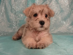 Male Schnoodle $750 Iowa puppies|Breeder